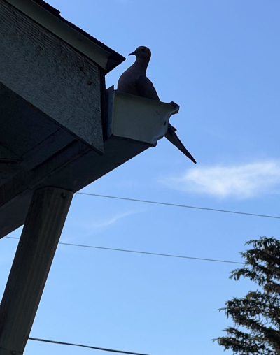 Dove copy
