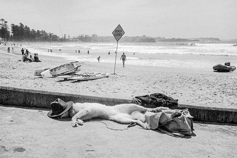 BDDog Lynn Burdekin copy