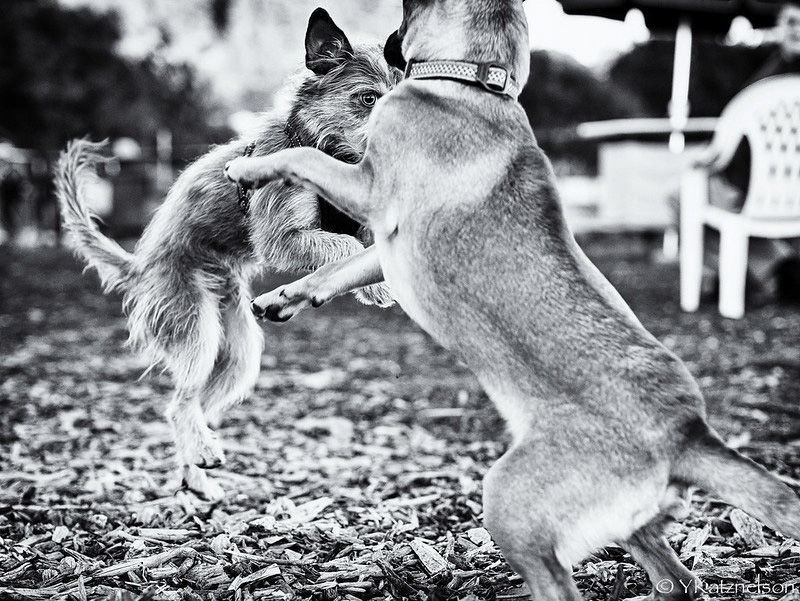 BDDog Yonatan Katznelson copy