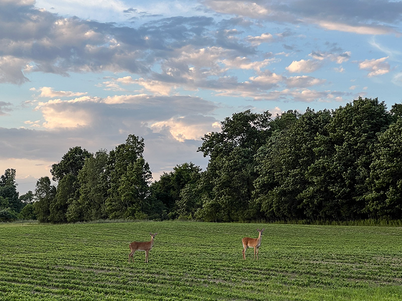 Deer