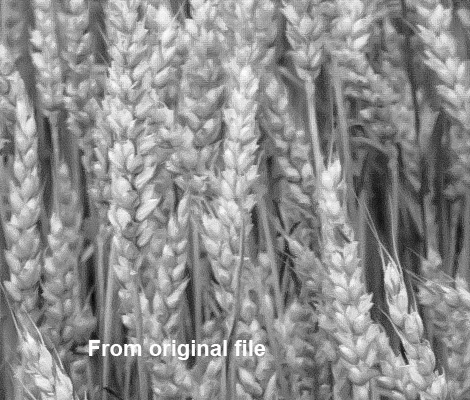 Wheat detail 2