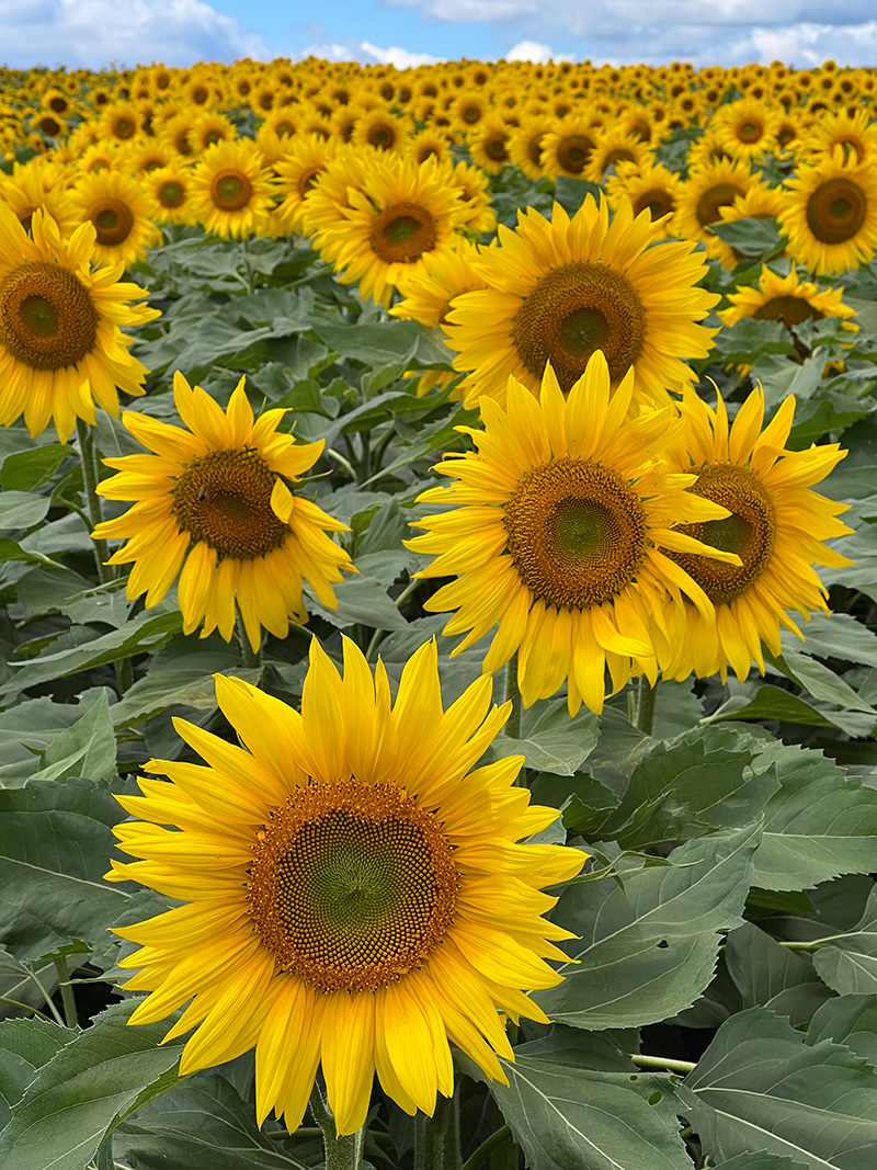 Sunflowers