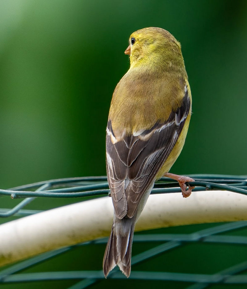 Bobsbirds-2