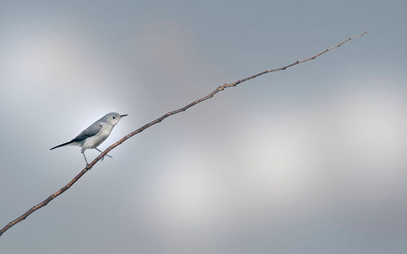 Bobsbirds-5