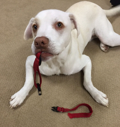 Butters collar