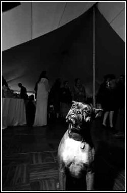 Boxer