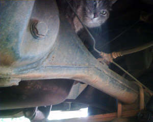 Catcamcar