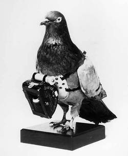 Pigeoncamera1