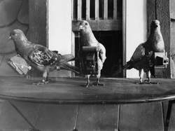 Pigeoncamera2