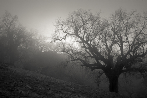 Reiter3fog_7604_tone