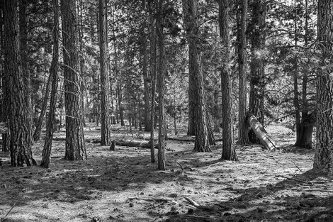 Reiter6pines_mg_842834_2_bw