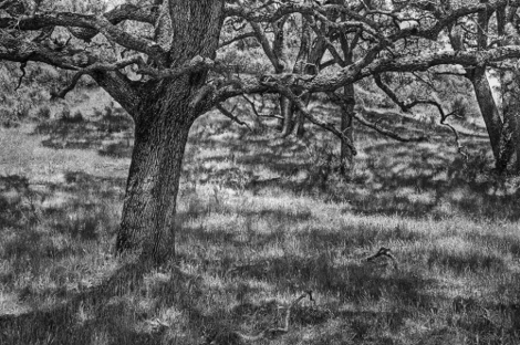 Reiter7oak_in_dappled_light_83247_b