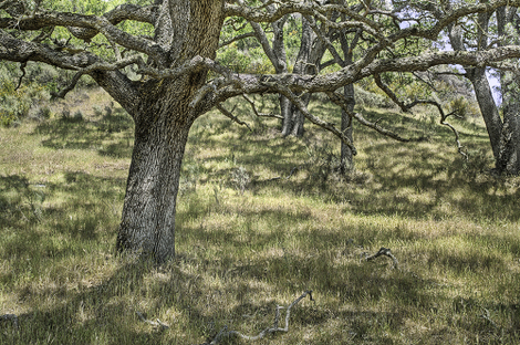 Reiter8oak_in_dappled_light_83247_2