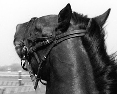 Keenelandwebdetail
