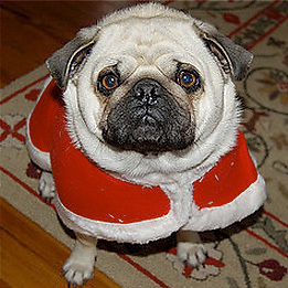 Trumanthepug