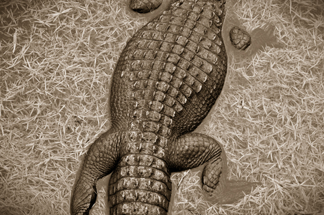 Gator_2