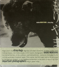 Straydog