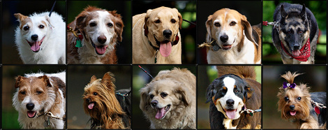 Eamon_e3_post4_dogs