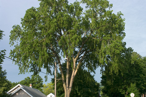 Charlesnewhalltreesmall