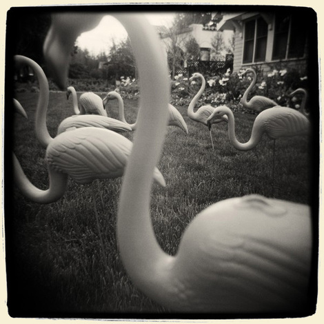 Rholmgren_flamingos600x600
