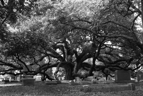 Oak_tree2