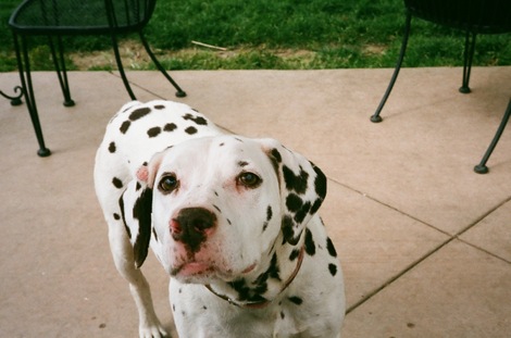 Pillersbw_dog