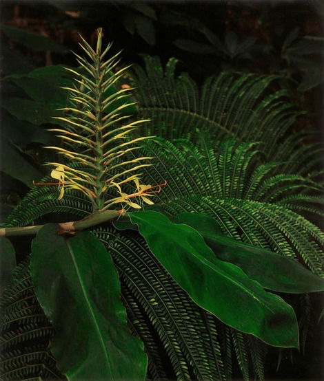 Kahili_wild_ginger_small