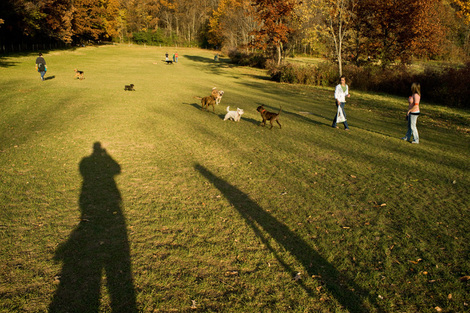 Dogparksmall