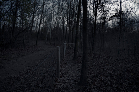 Woods1_2