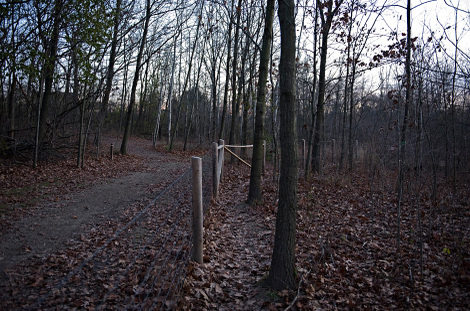 Woods2