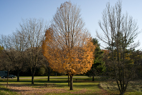 Halfleavedtreesmall