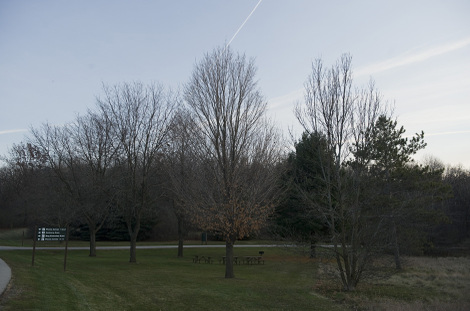Treed3small
