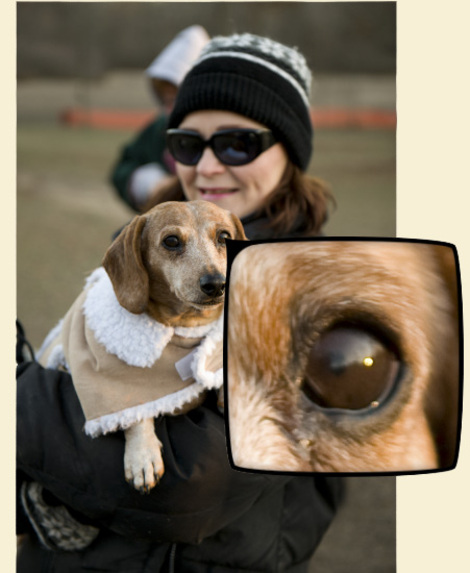 Dogseye