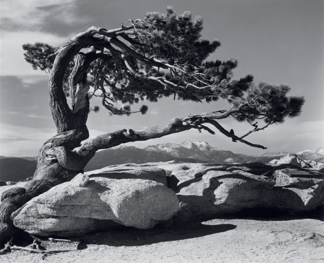 Jeffrey_pine_web_processed